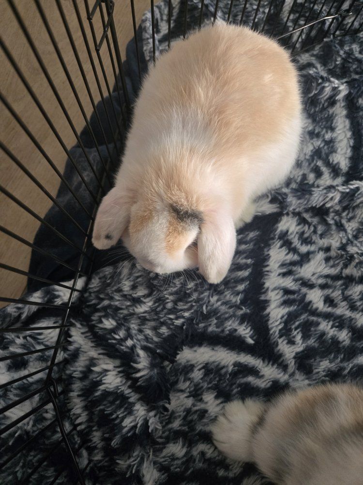 Holland Lops Bunnies - Ready Now!!