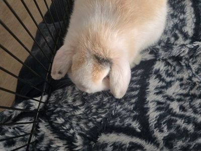Holland Lops Bunnies - Ready Now!!