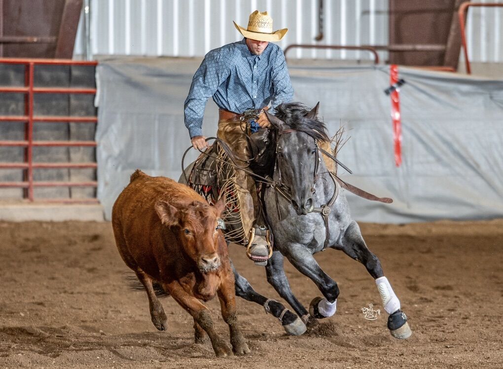 HZ Black Cowhorse/Roping Blue Roan Stud