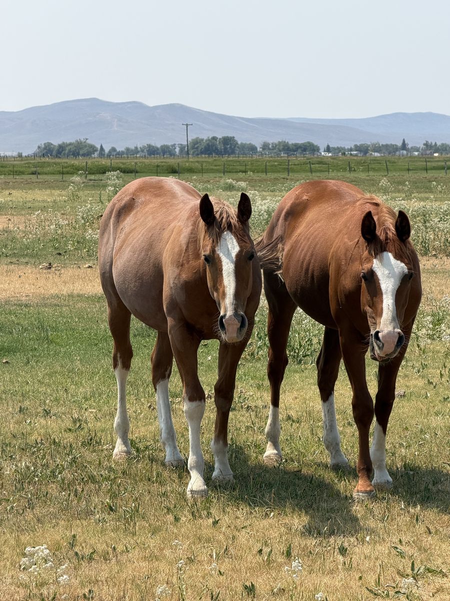 Yearling AQHA Gelding- reining/cutting bred- Stevie/custom legend