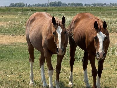 Yearling AQHA Gelding- reining/cutting bred- Stevie/custom legend