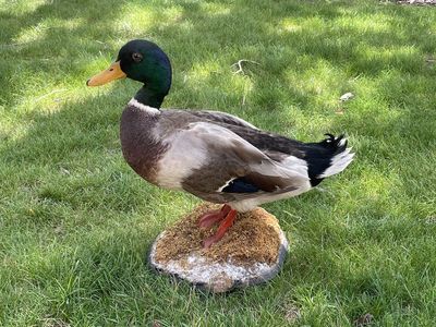 Taxidermy Mallard (drake) Duck