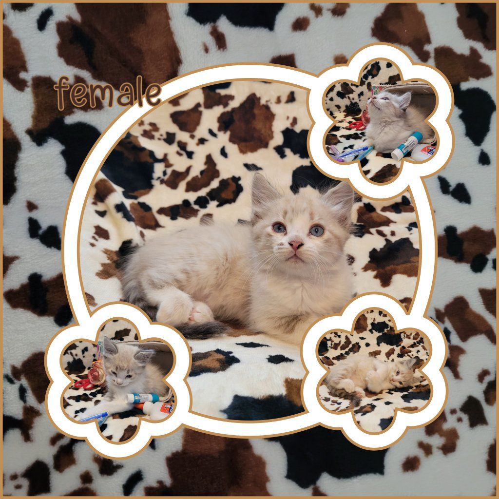 Adorable Kittens!