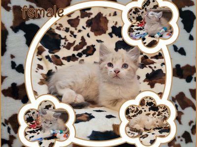 Adorable Kittens!