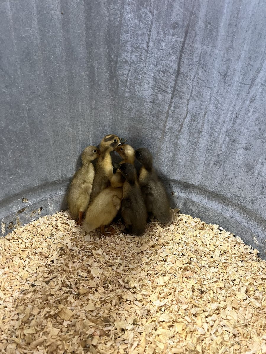 6 Runner ducks ducklings