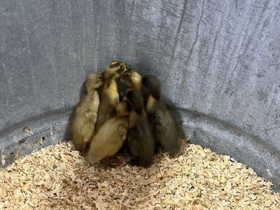6 Runner ducks ducklings
