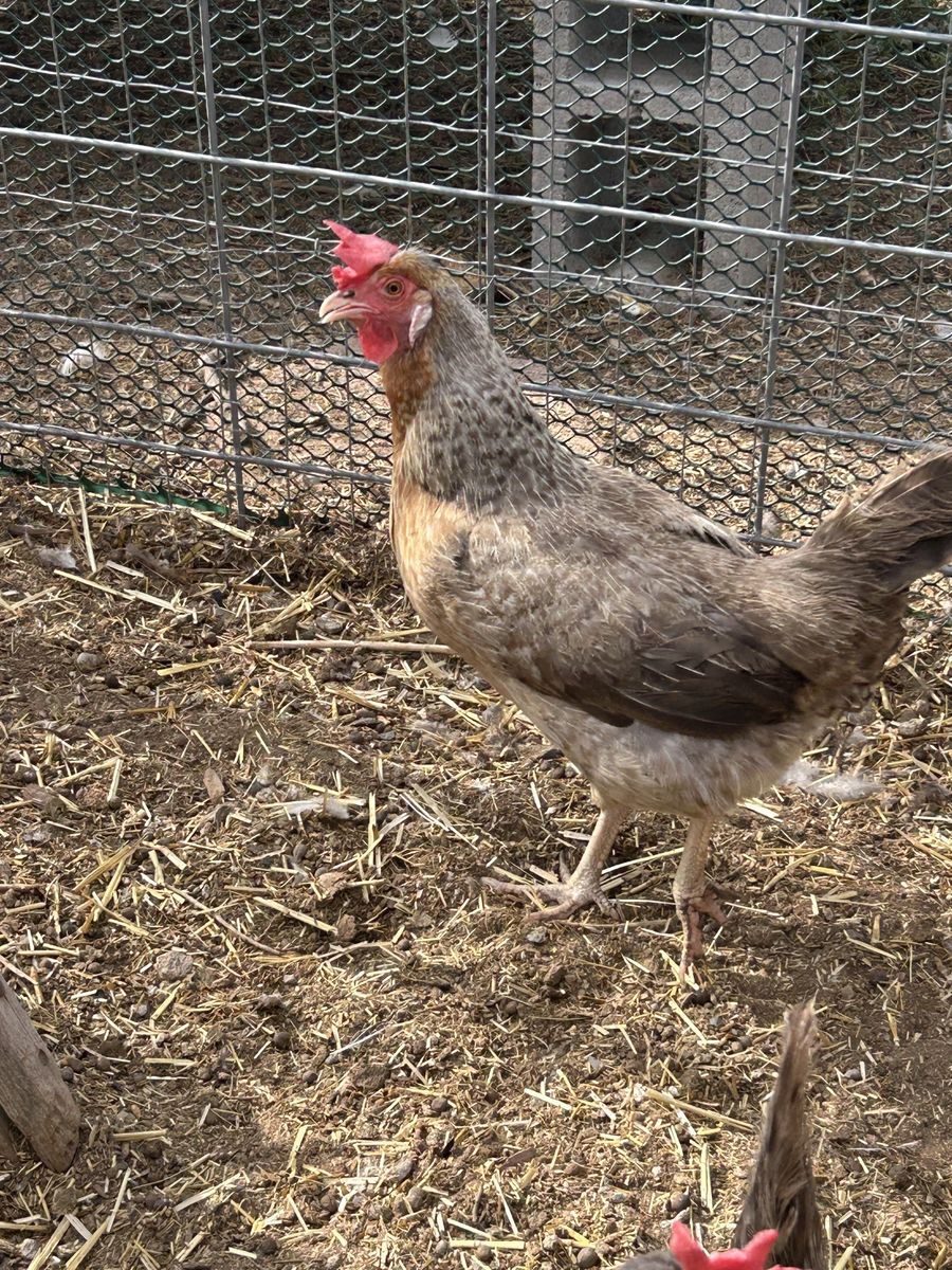 Cream Legbar hens