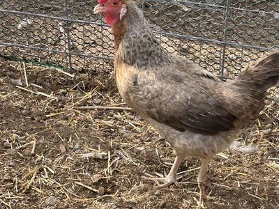 Cream Legbar hens
