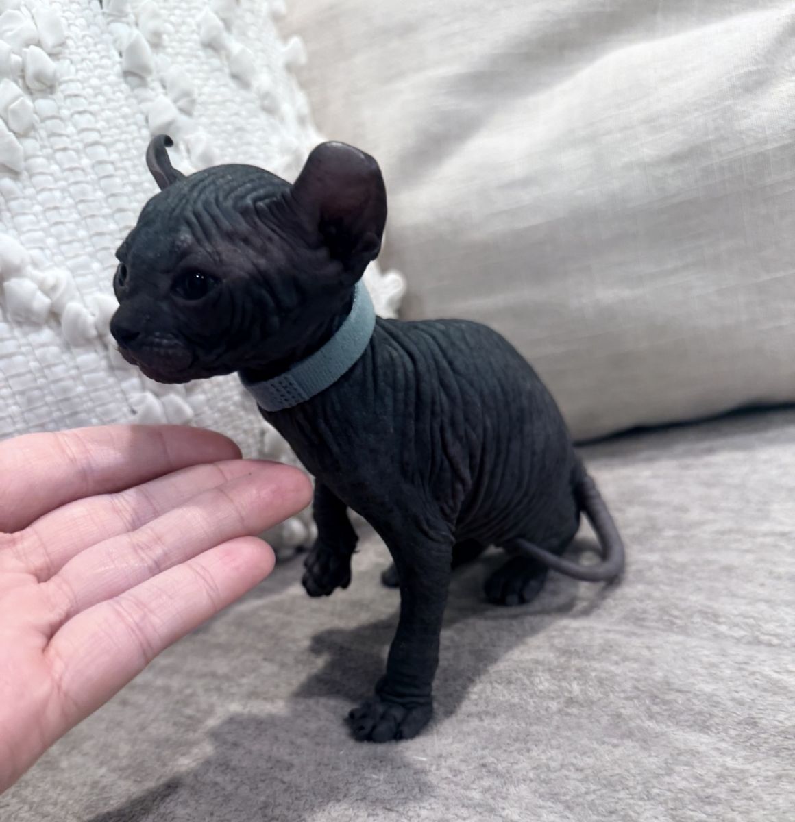 Sphynx kittens