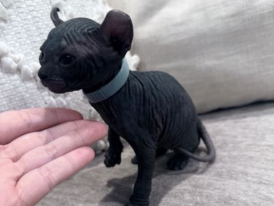 Sphynx kittens