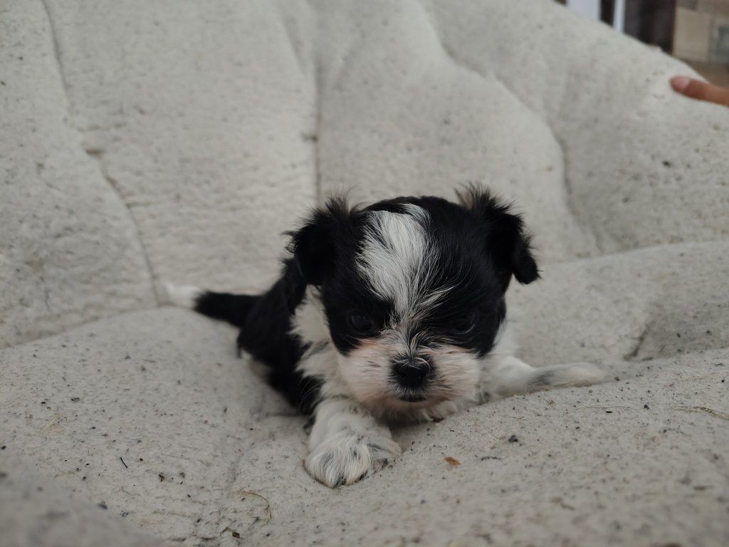 Shih-tzu puppies for sale
