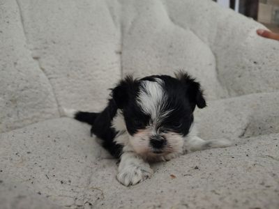 Shih-tzu puppies for sale