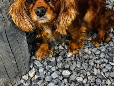 trained AKC female cavalier king charles spaniel