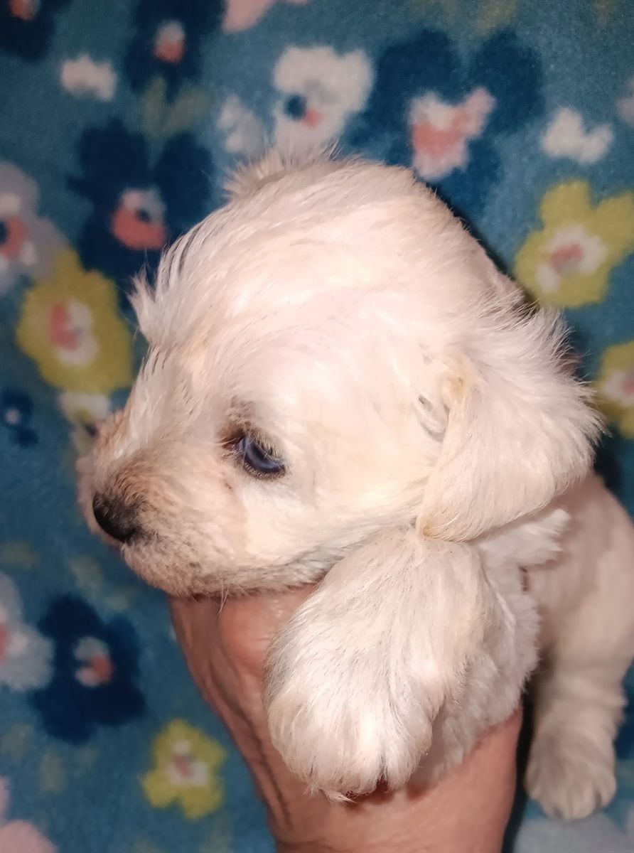 AKC MINIATURE SCHNAUZER  Miss Dolly