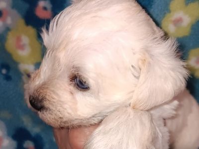 AKC MINIATURE SCHNAUZER Miss Dolly