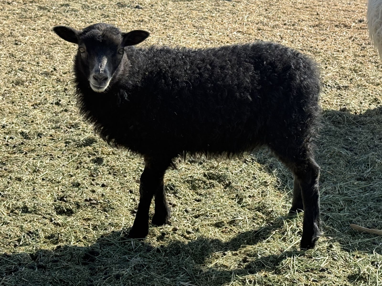 Purebred Icelandic Lambs