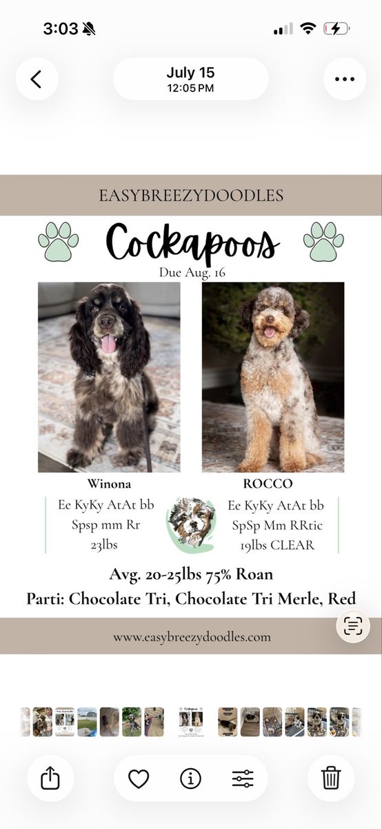Roan Chocolate Cockapoos!