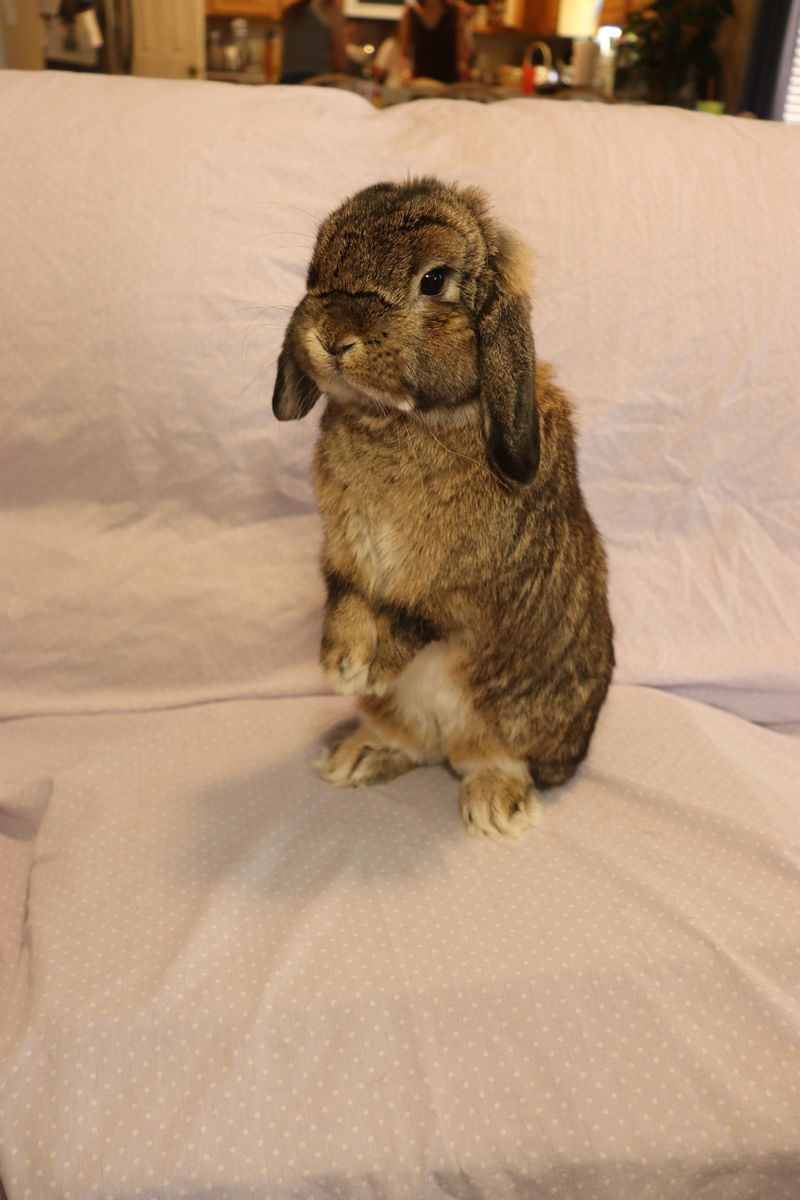 Holland Lop Chestnut Buck "Peter"