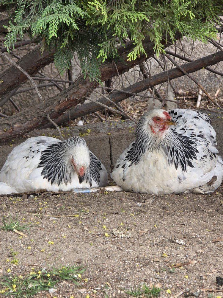 Chicken flock for sale