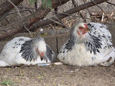 Chicken flock for sale