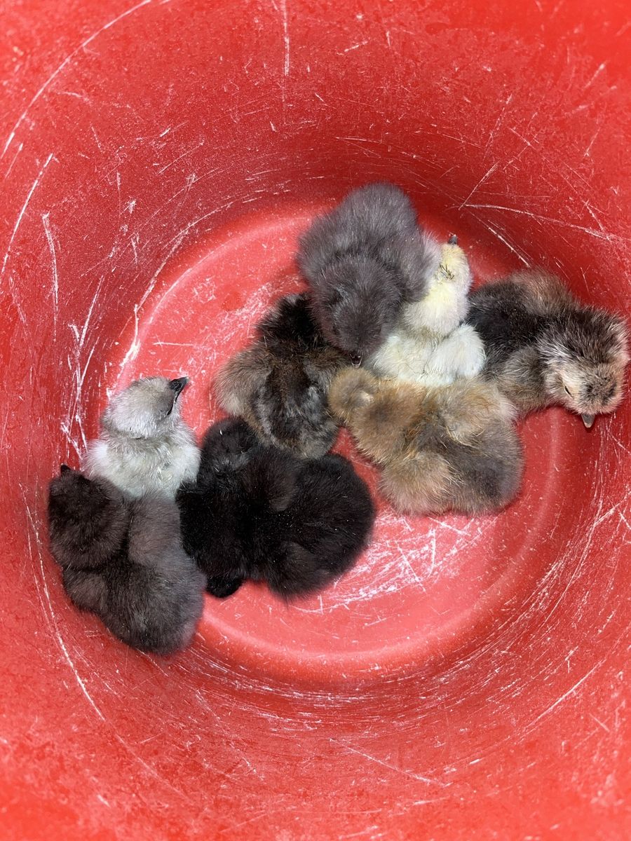 Silkie Chicks
