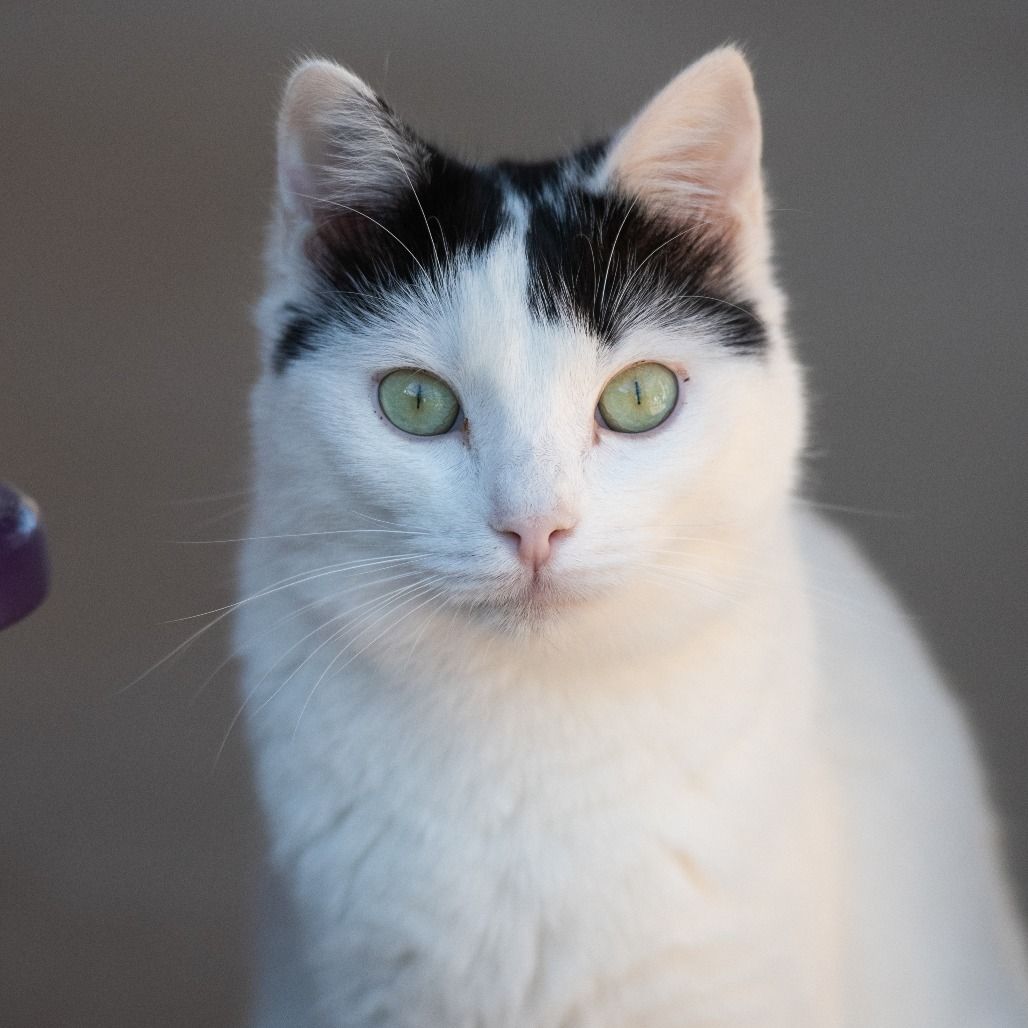 Hello my name is Bourdain