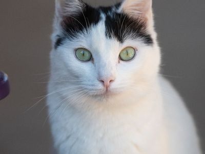 Hello my name is Bourdain