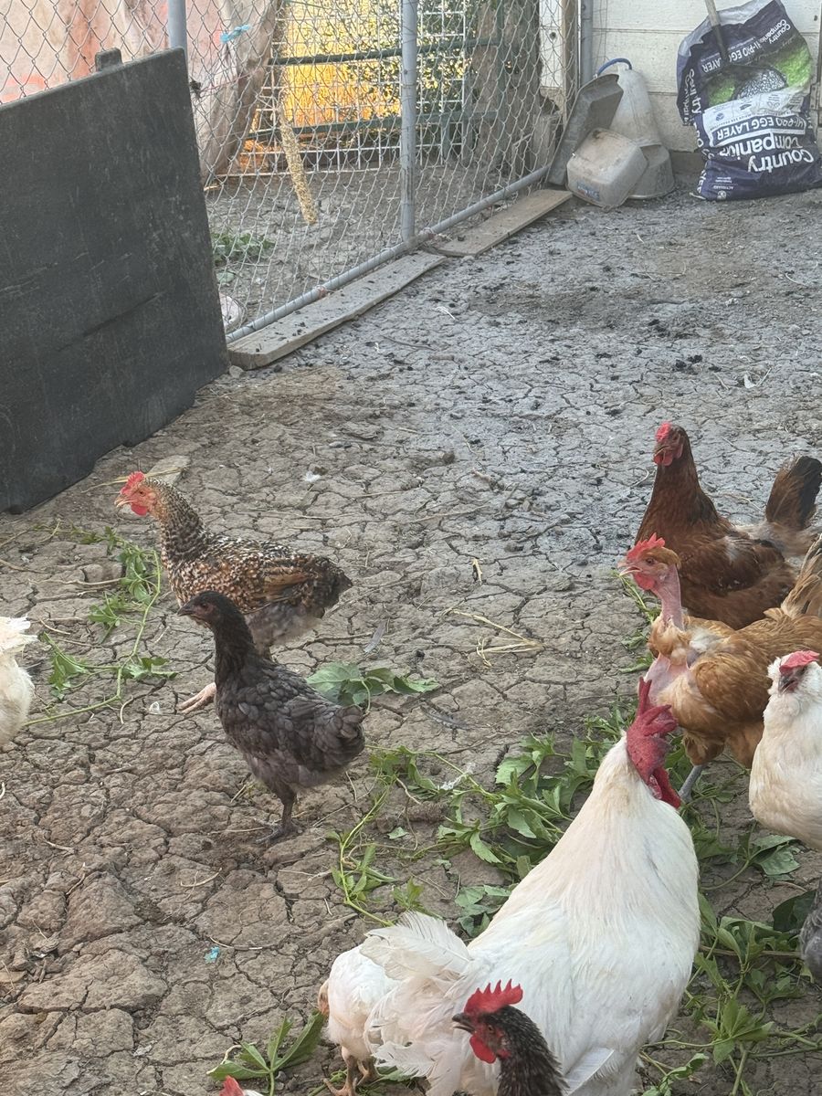 Live Chickens and Hens - Various Breeds