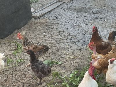 Live Chickens and Hens - Various Breeds