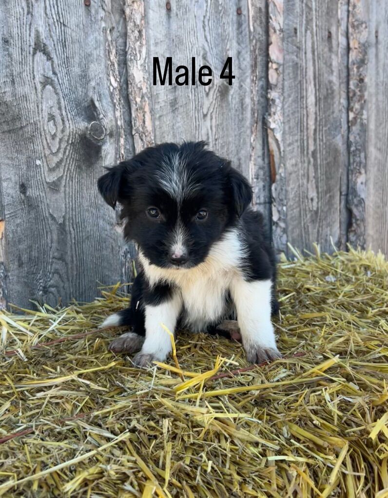 Border Collie Austrailan Shepherd Puppies