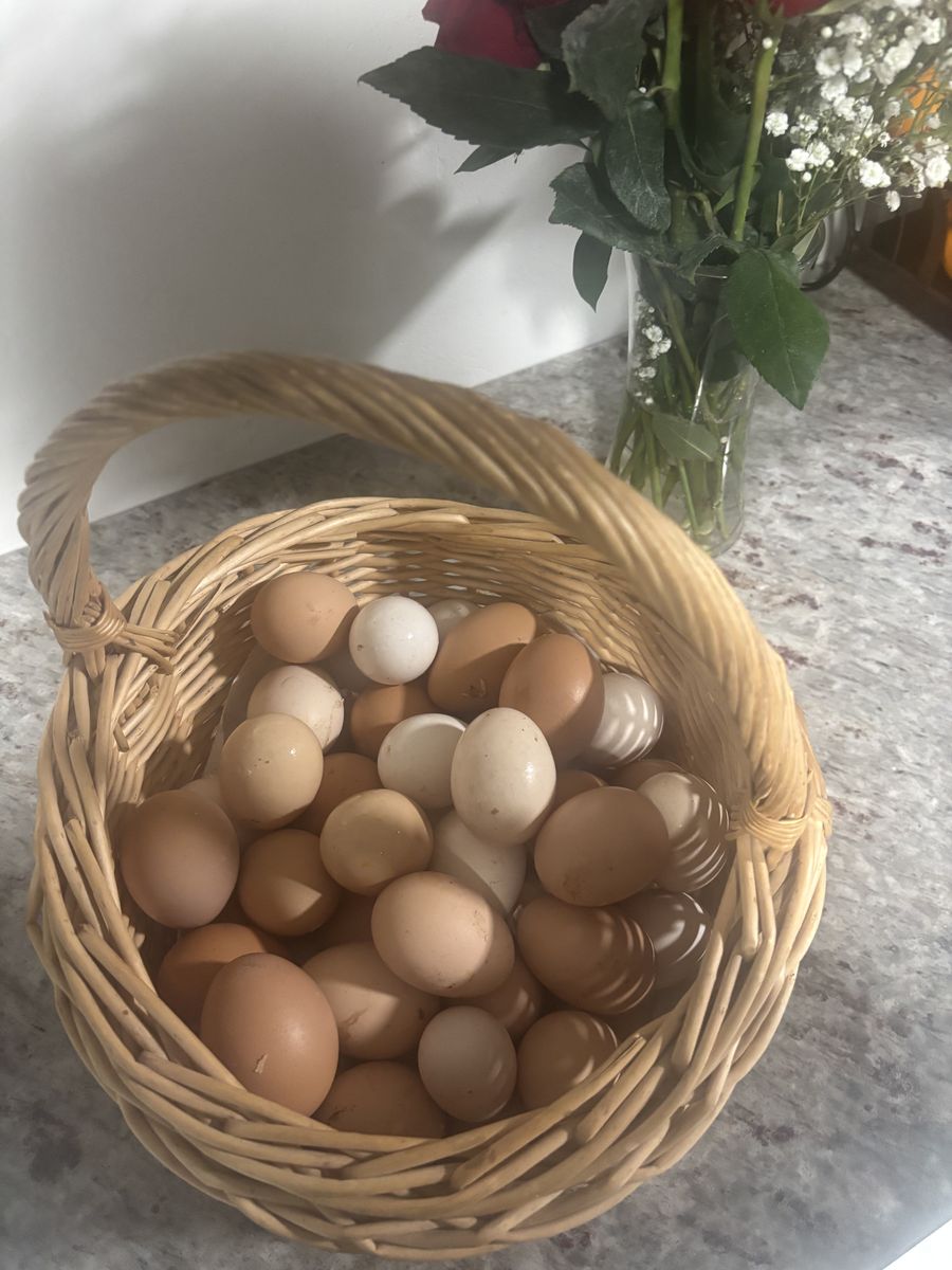 Fresh Eggs