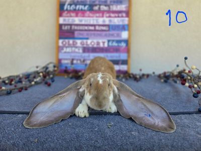 Broken Blue Tort English Lop Buck