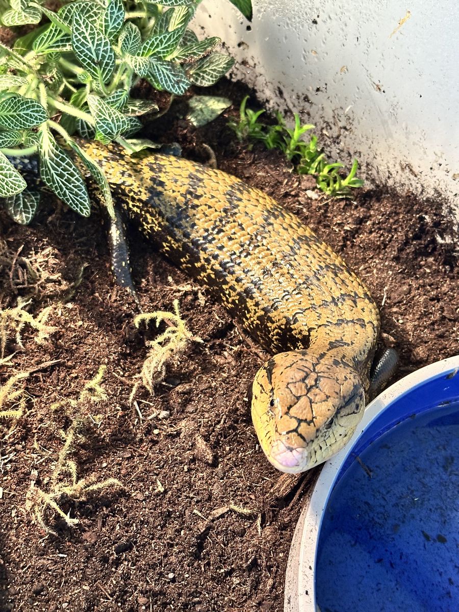 Blue Tongue Skink