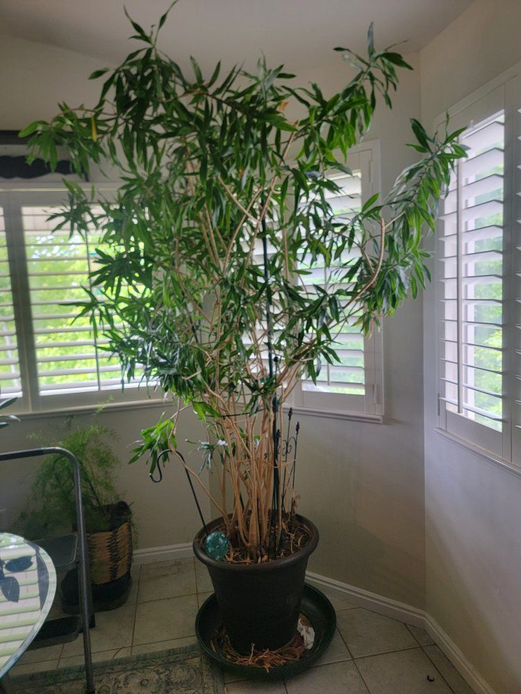 tall indoor tree