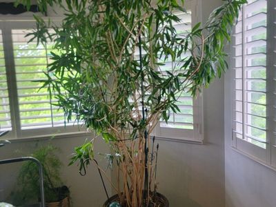 tall indoor tree