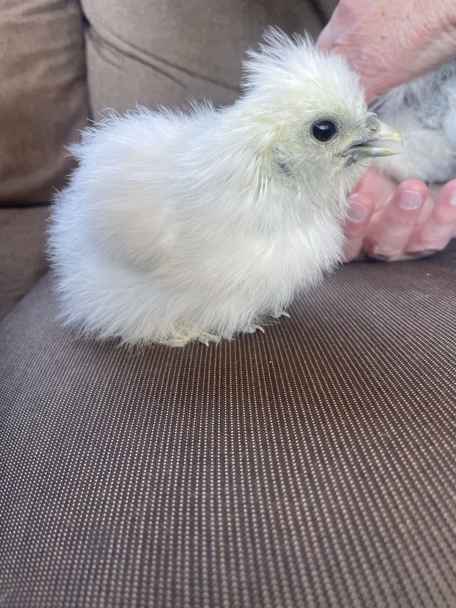 Fluffy White Silkie Chick - Adorable Pet Chicken, Young Fowl