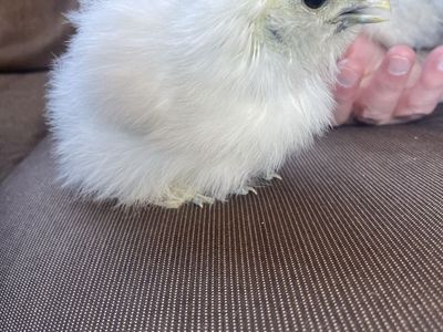 Fluffy White Silkie Chick - Adorable Pet Chicken, Young Fowl