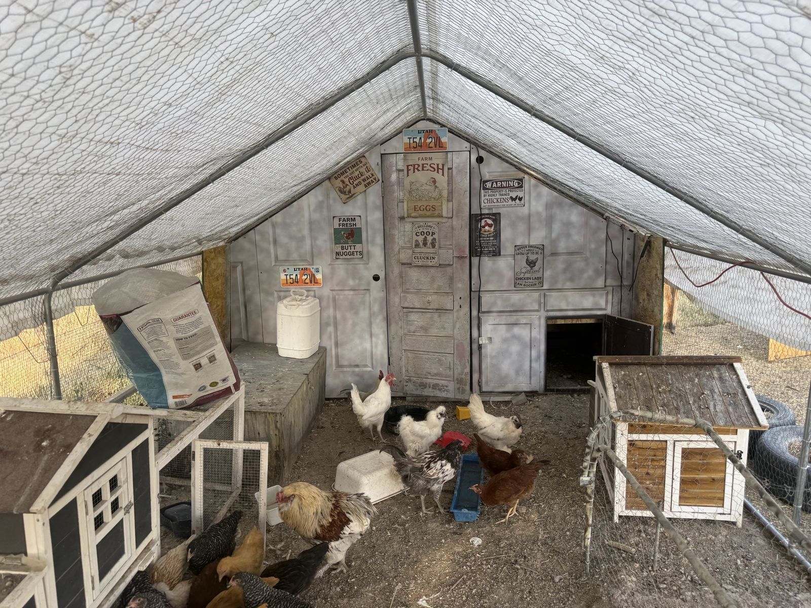 Chickens