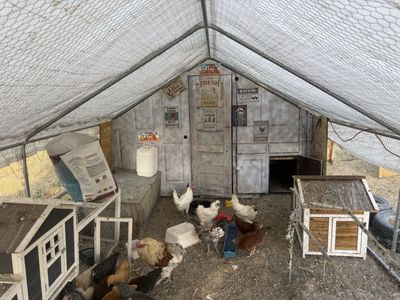 Chickens