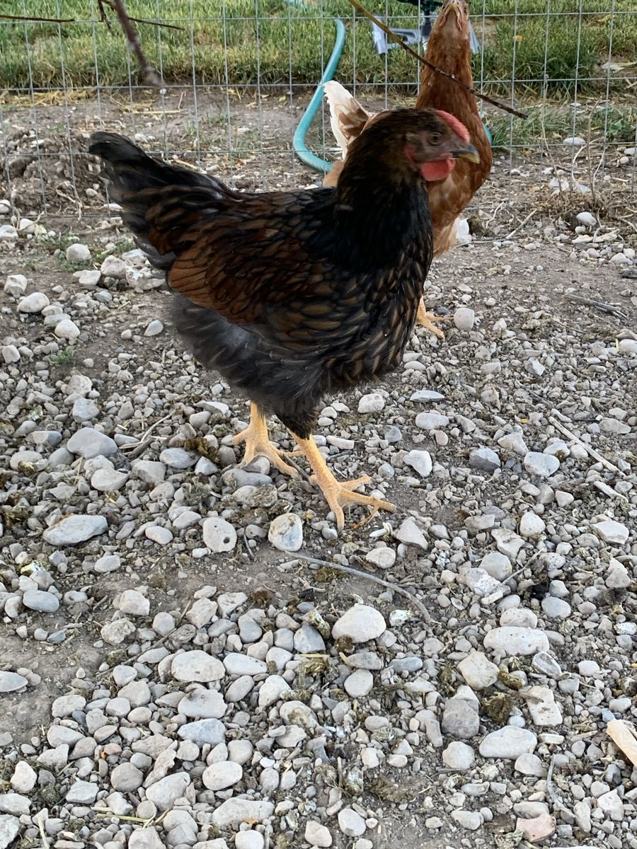 Rooster Blue Laced Red Wyandotte