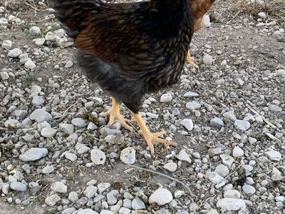 Rooster Blue Laced Red Wyandotte