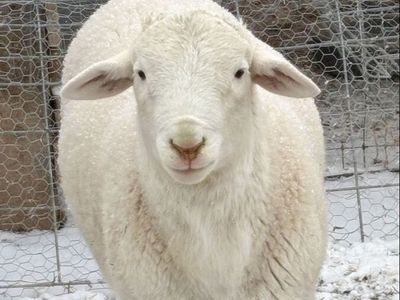 Australian White/Dorper Ram