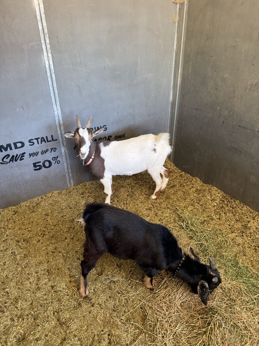 Livestock Goats for Sale