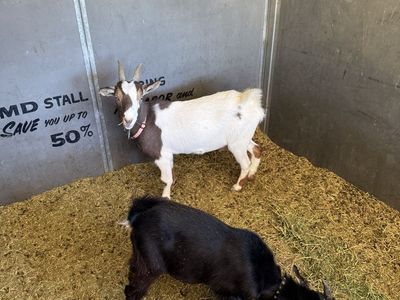 Livestock Goats for Sale