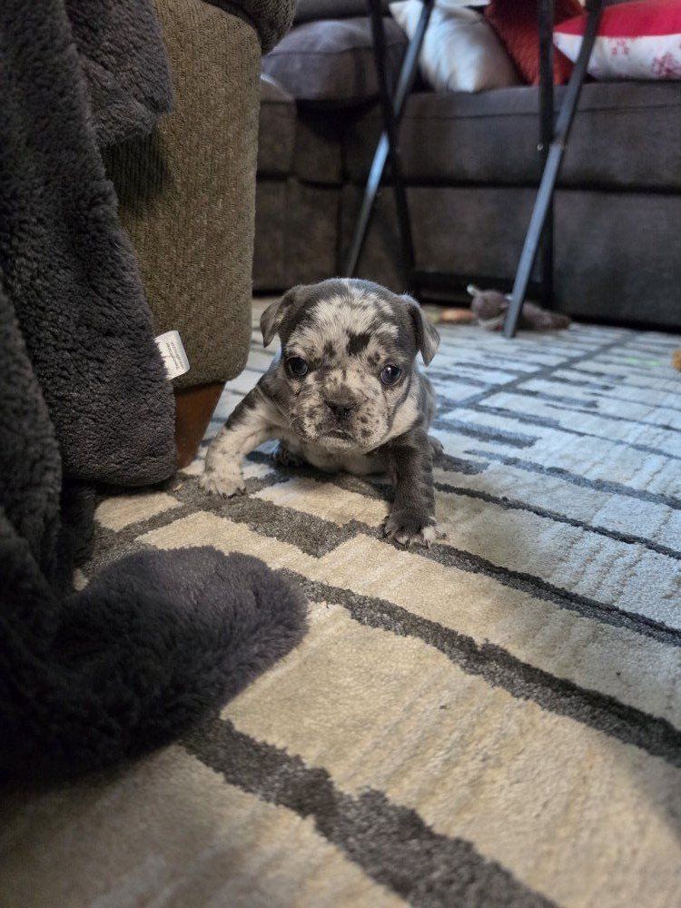 She is Ready French bulldog