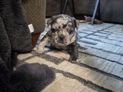 She is Ready French bulldog