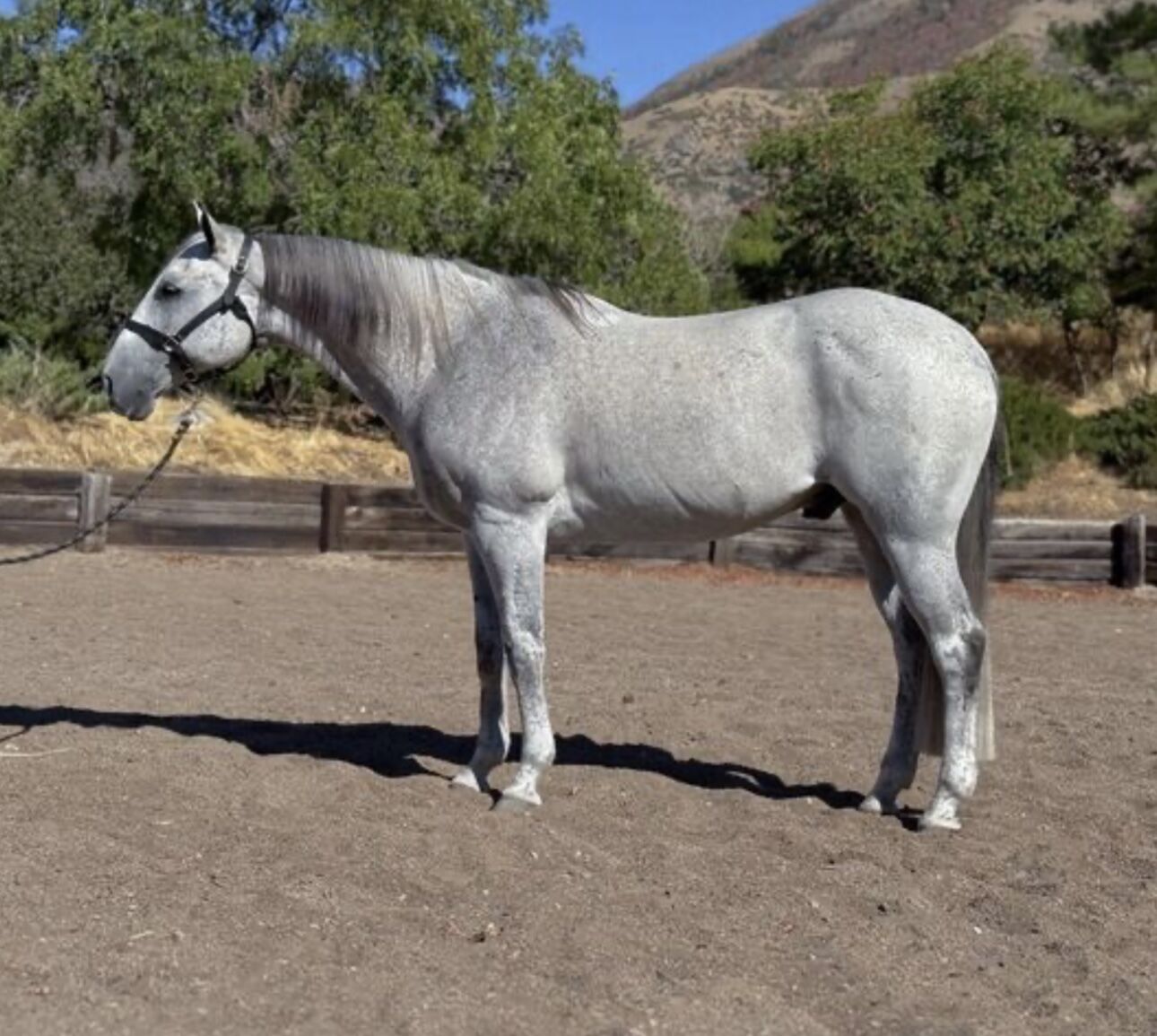 Perfect Ranch/Highschool Rodeo Horse