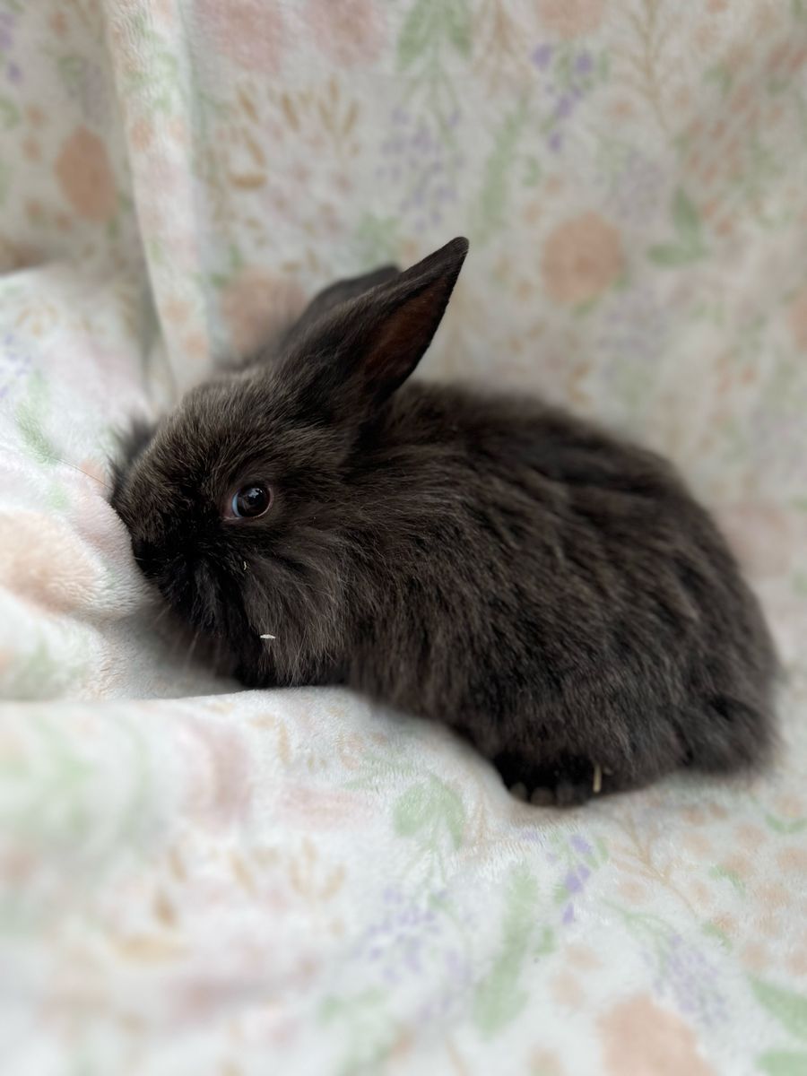 Lionhead Mix Bunnies