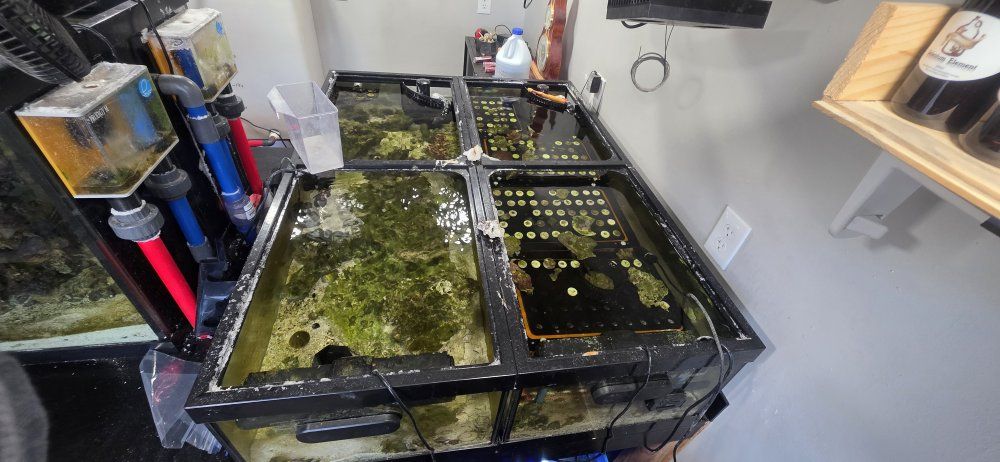 frag tank set up for sale 45 gallons