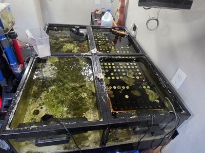 frag tank set up for sale 45 gallons